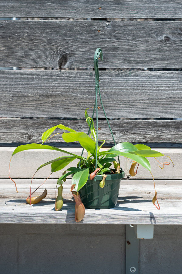 Nepenthes sp. "Pitcher Plant" in hanging grow pot in front of grey wood background