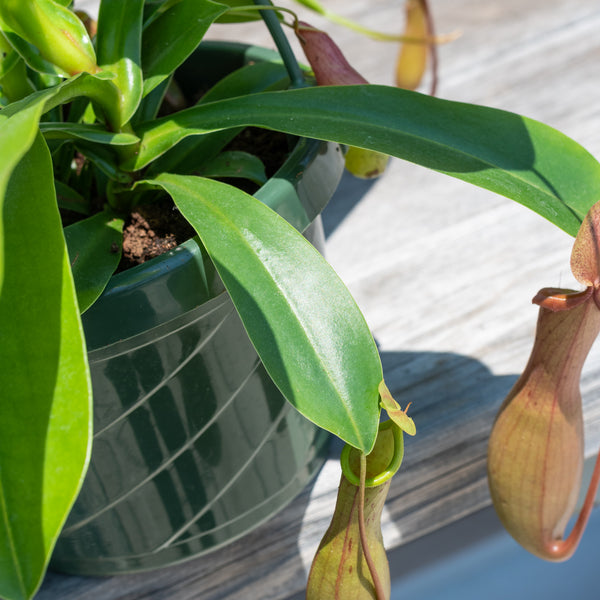 Are pitcher plants store poisonous to dogs