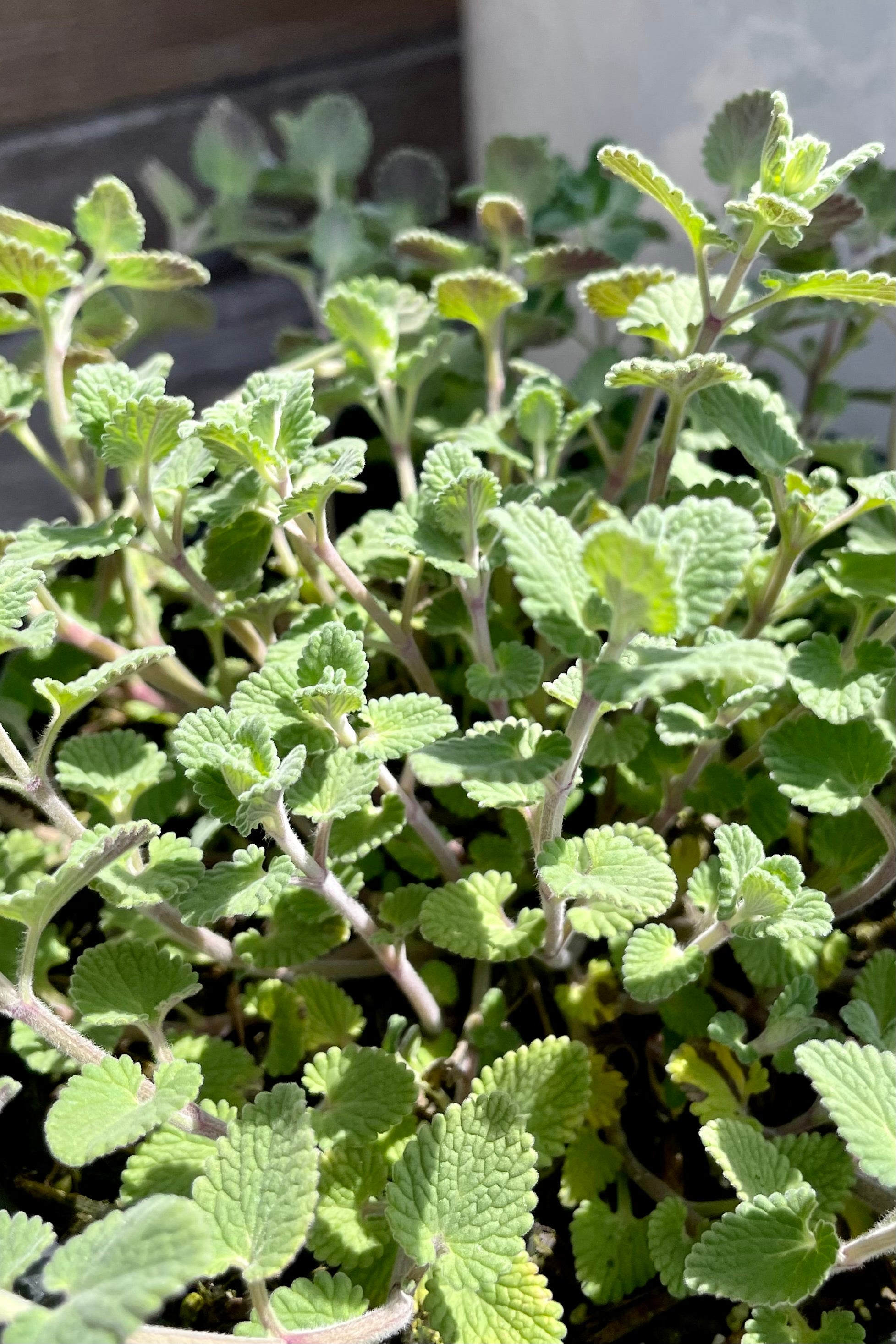 Nepeta 'Early Bird' detail pictures of the green textured leaves the middle of April. 