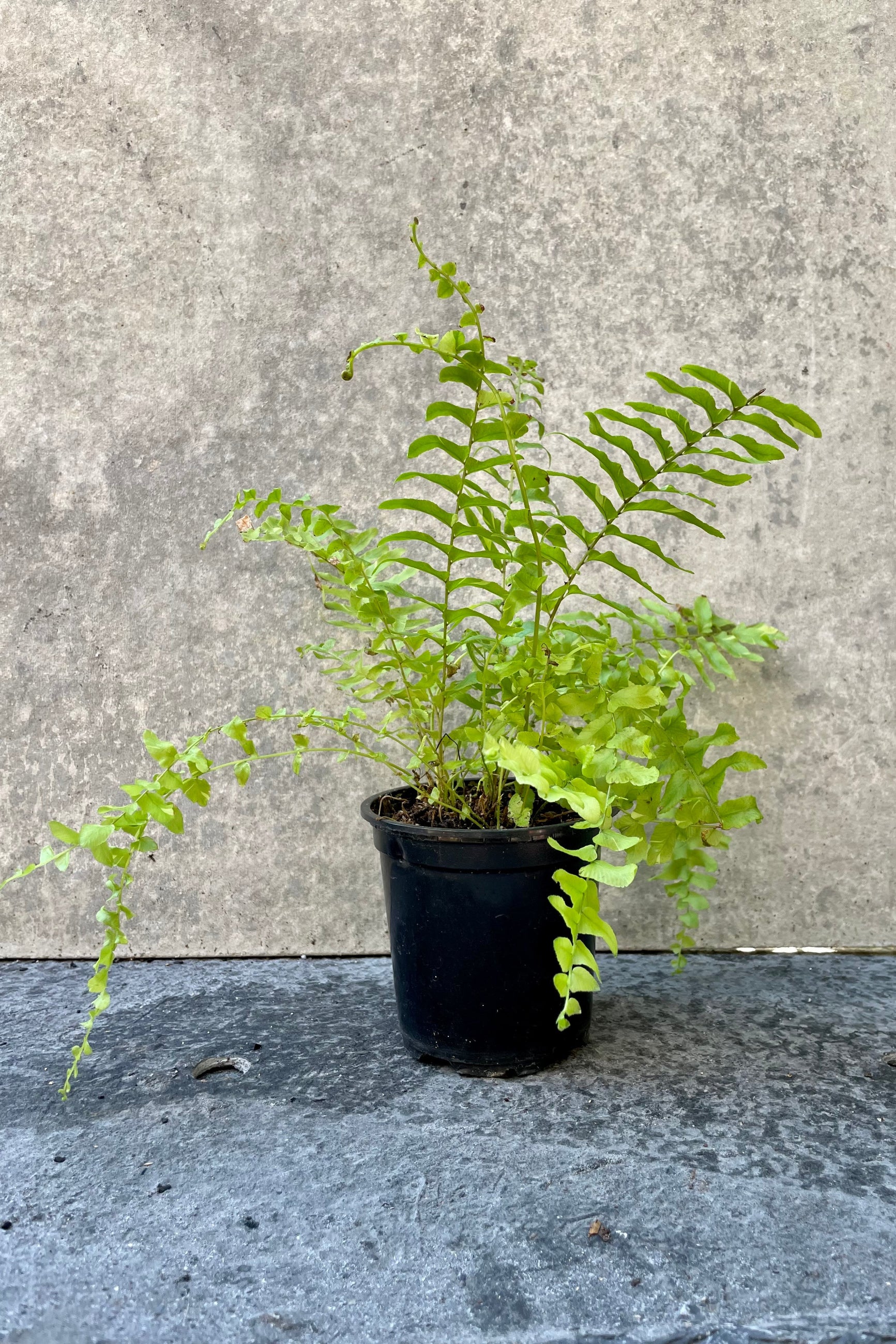 The Nephrolepsis Boston Fern sits against a grey backdrop in a 4 inch growers pot ©Sprout Home