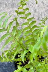 A detailed shot of the Nephrolepis' Bostonian foliage.
