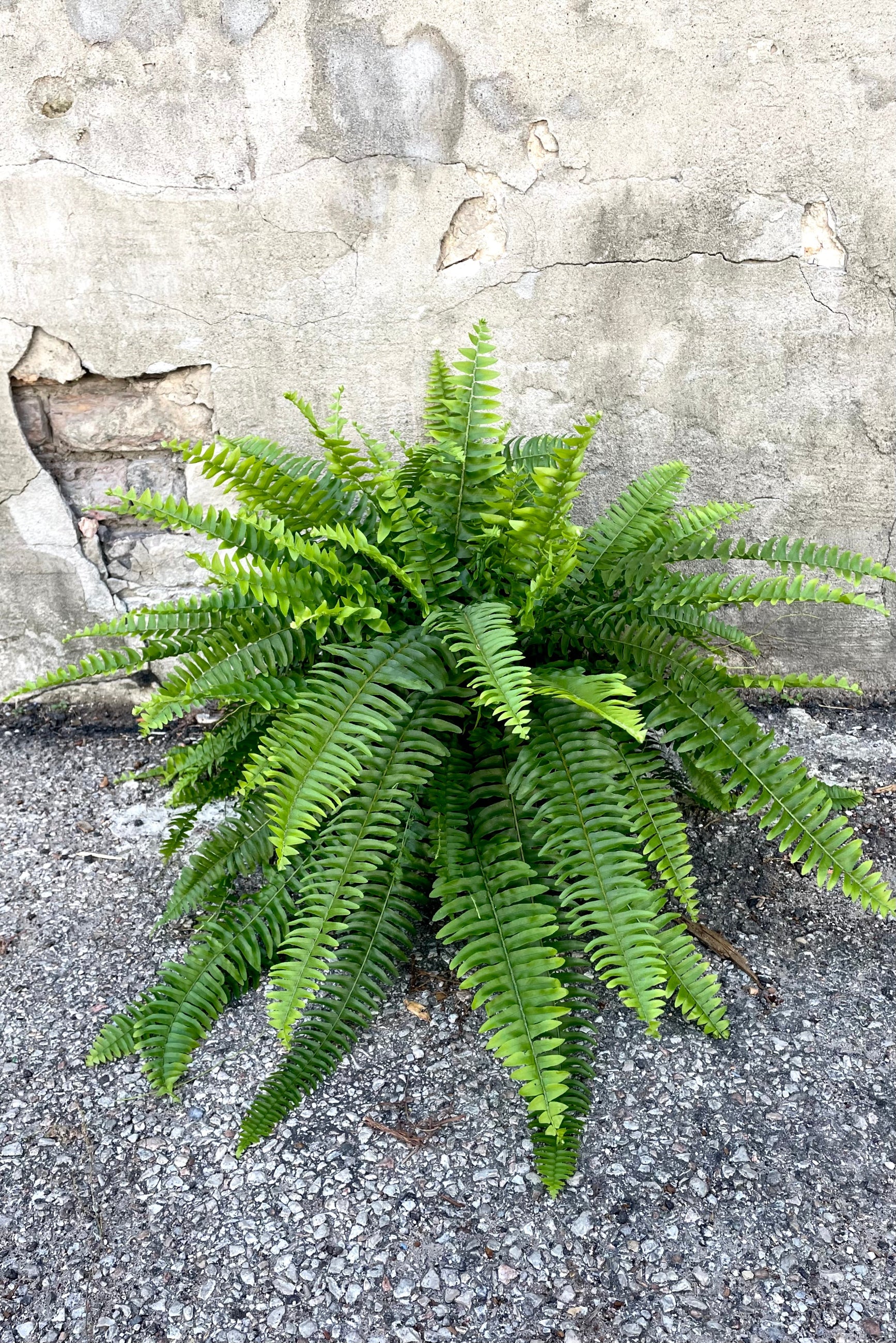 A full view of the Nephrolepis "Boston Fern" 6" against a concrete backdrop ©Sprout Home