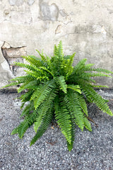 A full view of the Nephrolepis "Boston Fern" 6" against a concrete backdrop