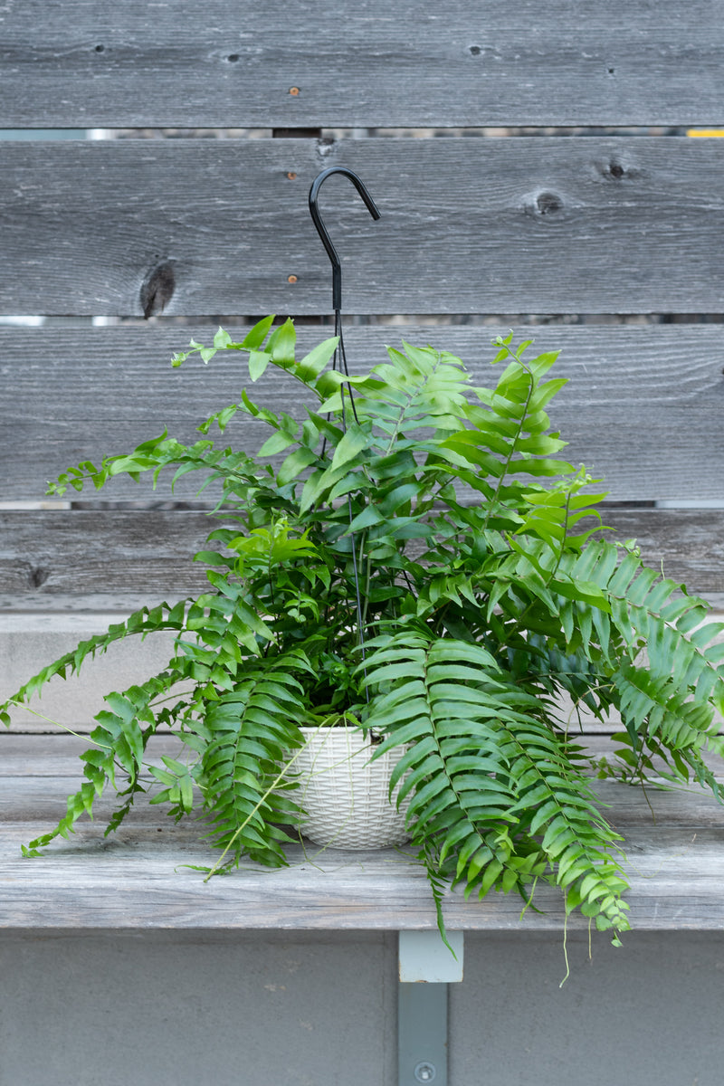 Nephrolepis biserrata 'Macho' fern in hanging grow pot in front of grey wood background