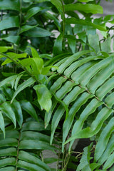 Close up of Nephrolepis biserrata 'Macho' fern leaves