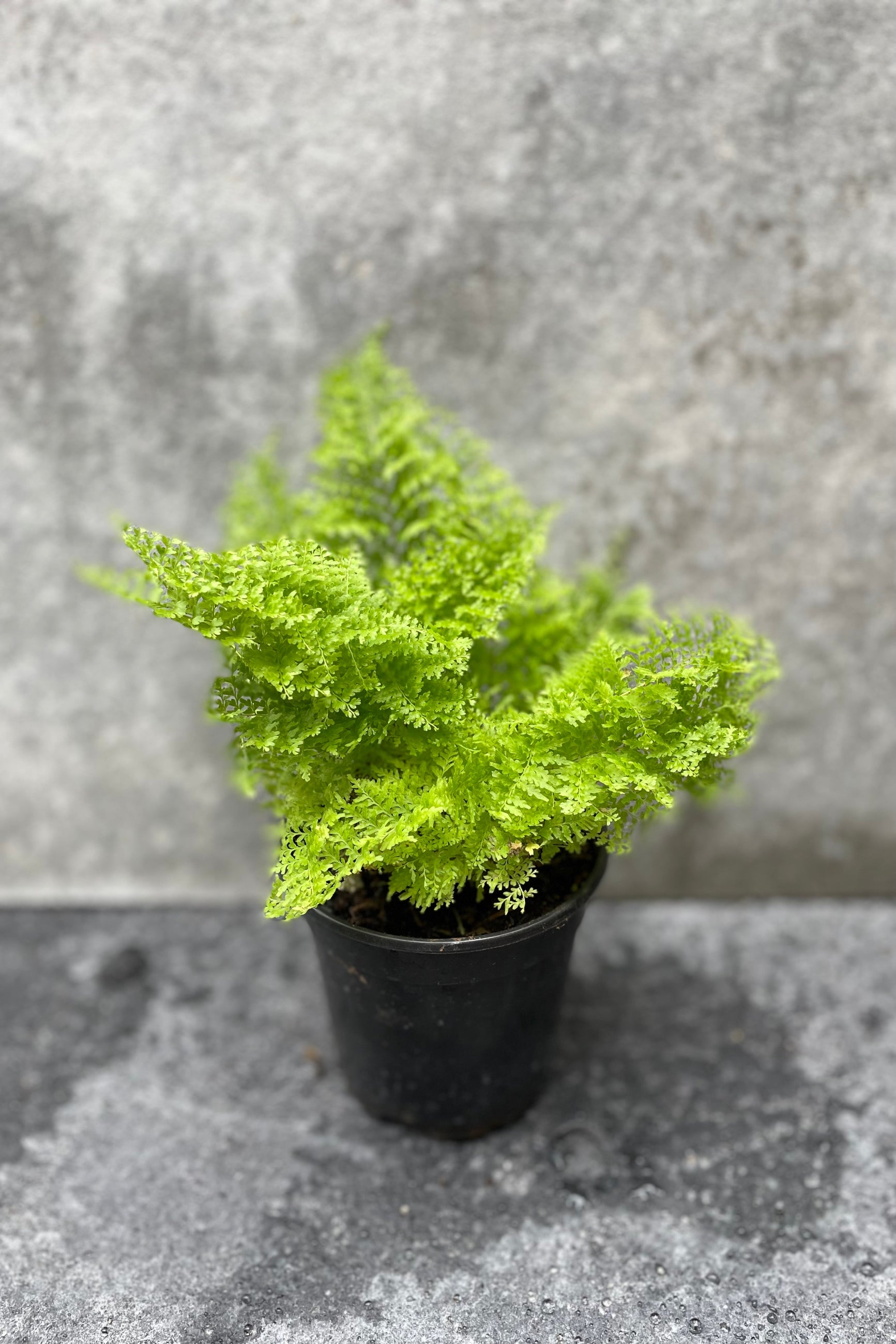 Nephrolepis exaltata 'Smithii' "Cotton Candy Fern" in grow pot in front of grey background ©Sprout Home