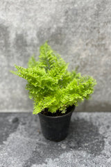 Nephrolepis exaltata 'Smithii' "Cotton Candy Fern" in grow pot in front of grey background