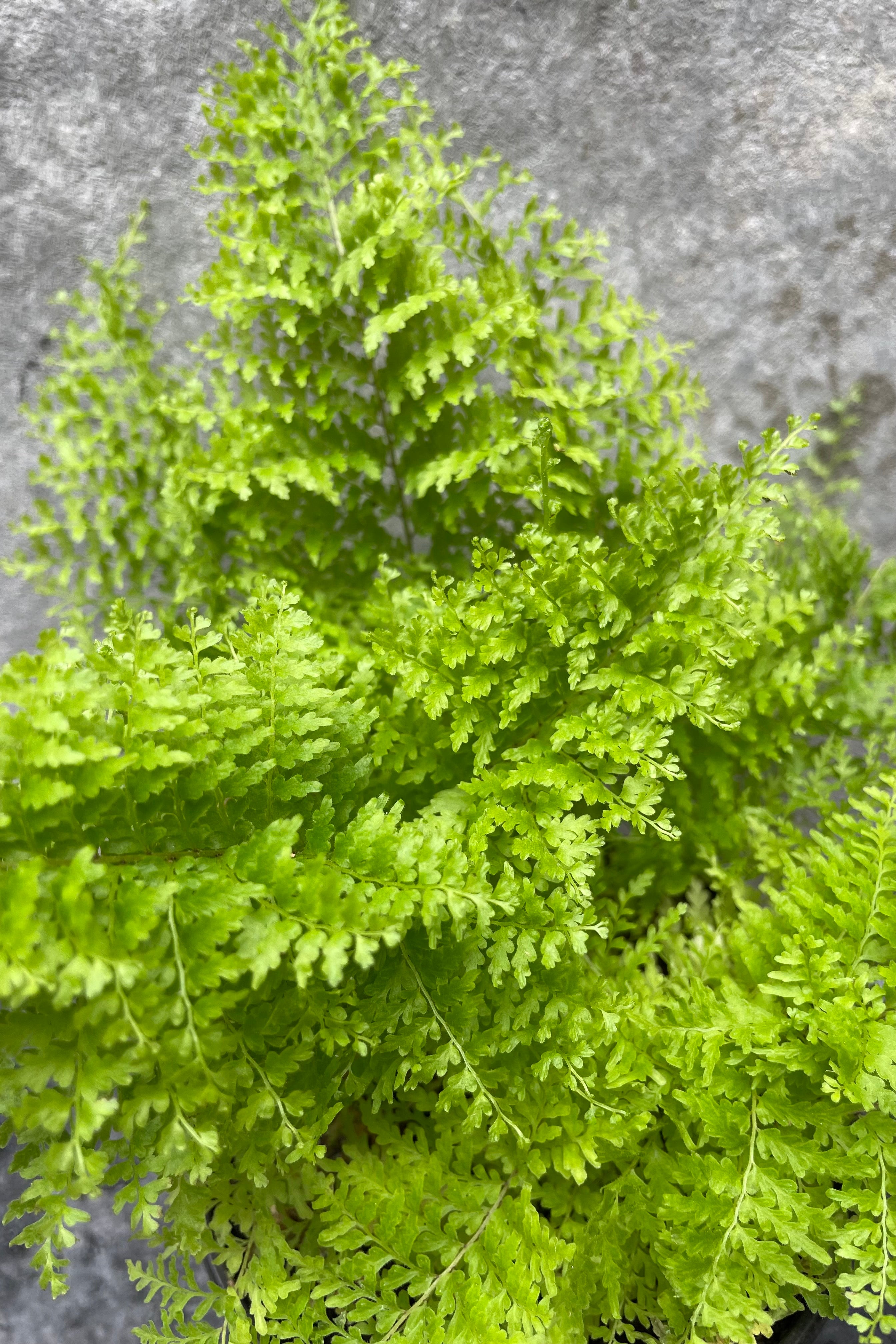 Close up of Nephrolepis exaltata 'Smithii' "Cotton Candy Fern" foliage