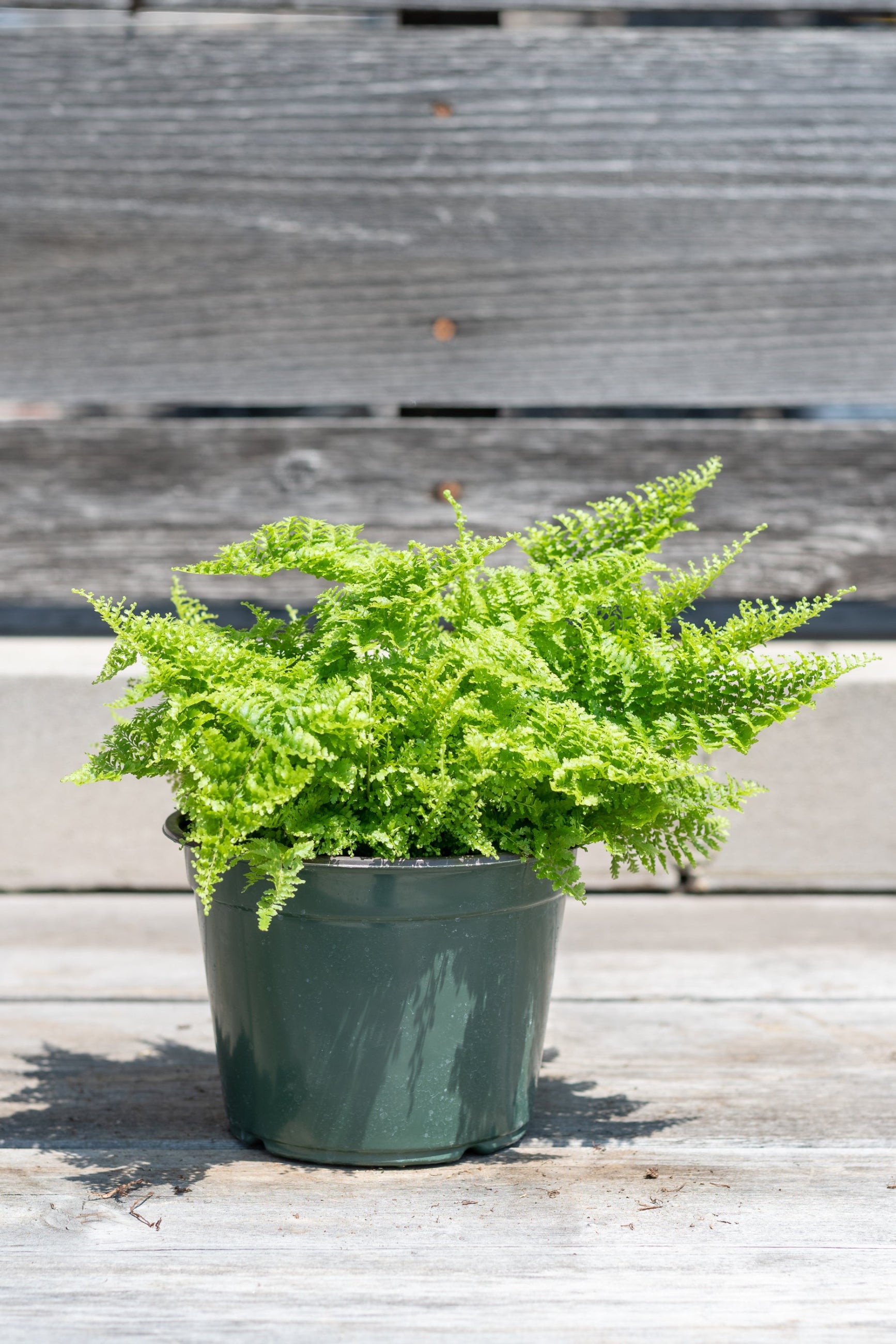 Cotton Candy fern in a 6" growers pot with its greens tufts popping out in front of a wood fence ©Sprout Home