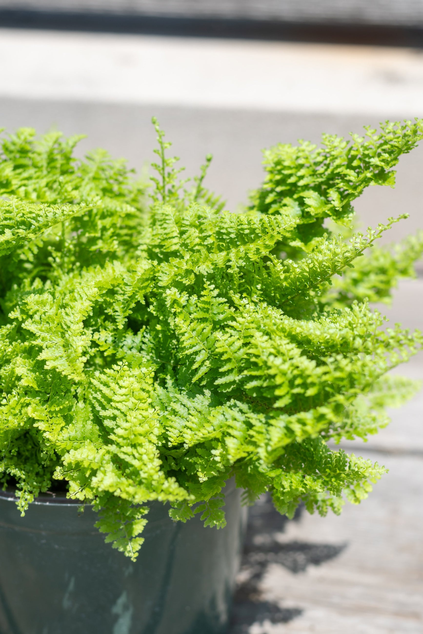 A potted Cotton Candy Fern (Nephrolepis exaltata 'Smithii') with small, lush, green fronds fanning out in all directions. ©Sprout Home