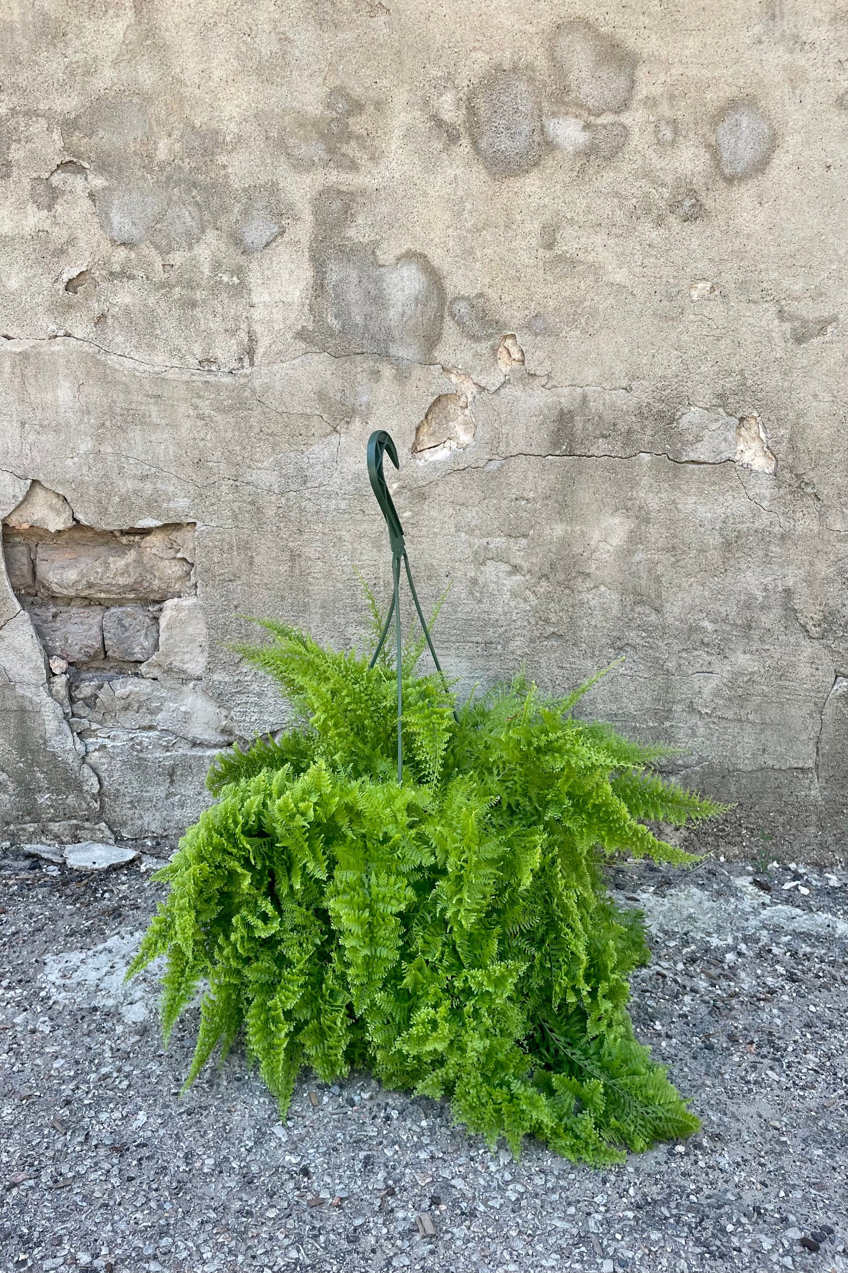 Nephrolepis exaltata 'Smithii' "Cotton Candy Fern" 8" in a green hanging basket growers pot with green fluffy leaves against a grey wall ©Sprout Home