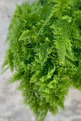 a detailed look at Nephrolepis exaltata 'Smithii' "Cotton Candy Fern" 8" green fluffy leaves against a grey wall