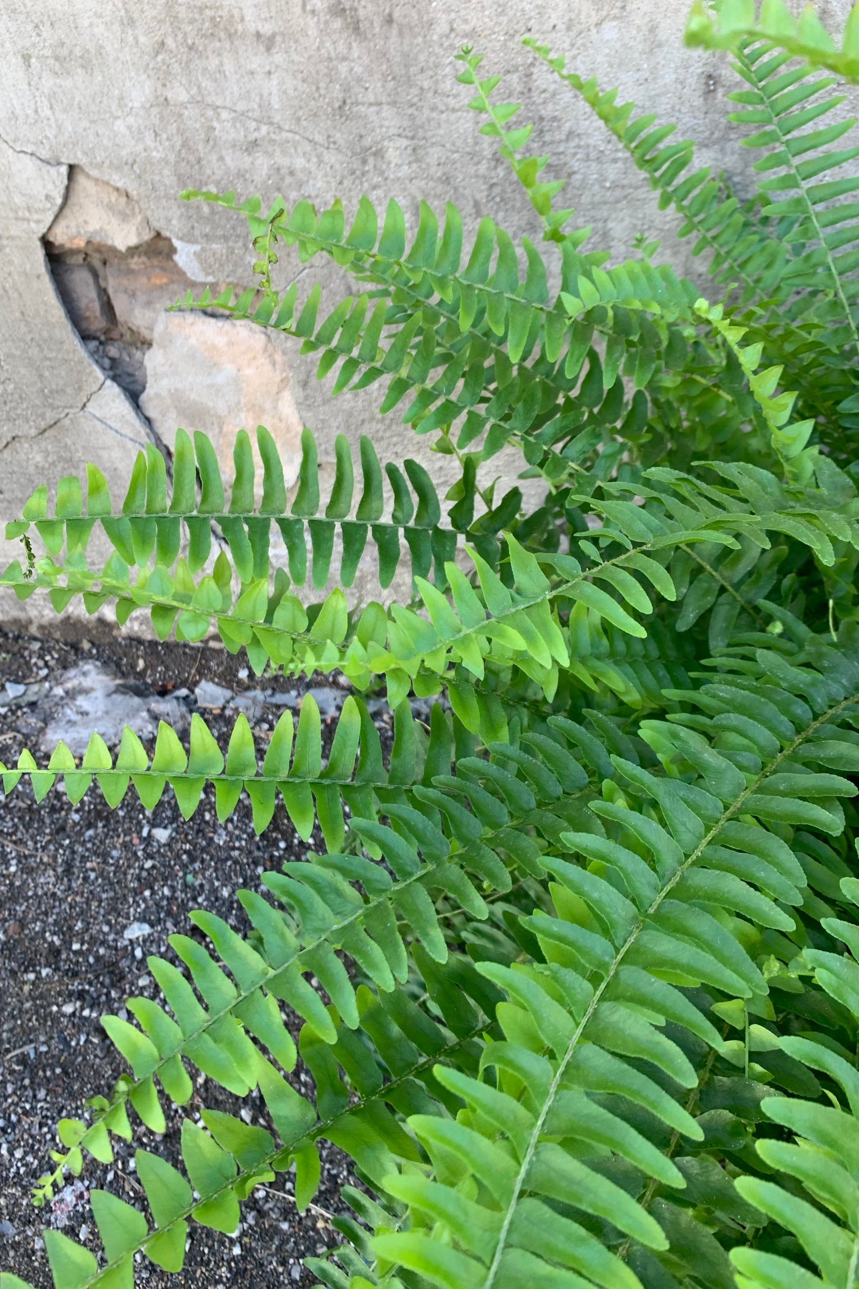 Detail picture of a boston fern leaves ©Sprout Home