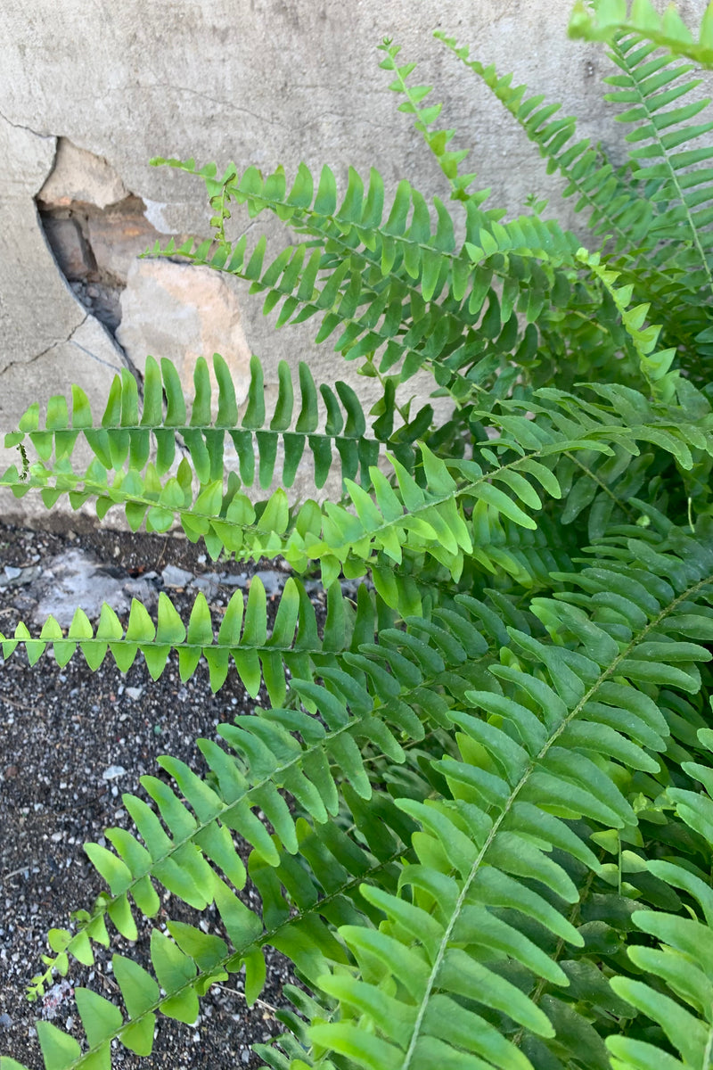 Detail picture of a boston fern leaves