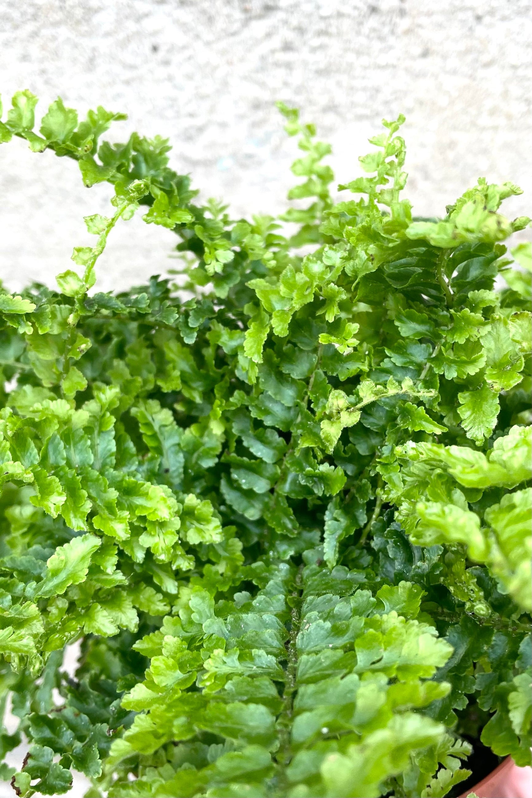 A detailed view of Nephrolepis exalata 'Corditas' 4" against concrete backdrop ©Sprout Home