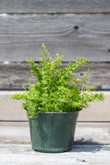 Nephrolepis ‘Emerald Vase’ potted in front of grey wood wall