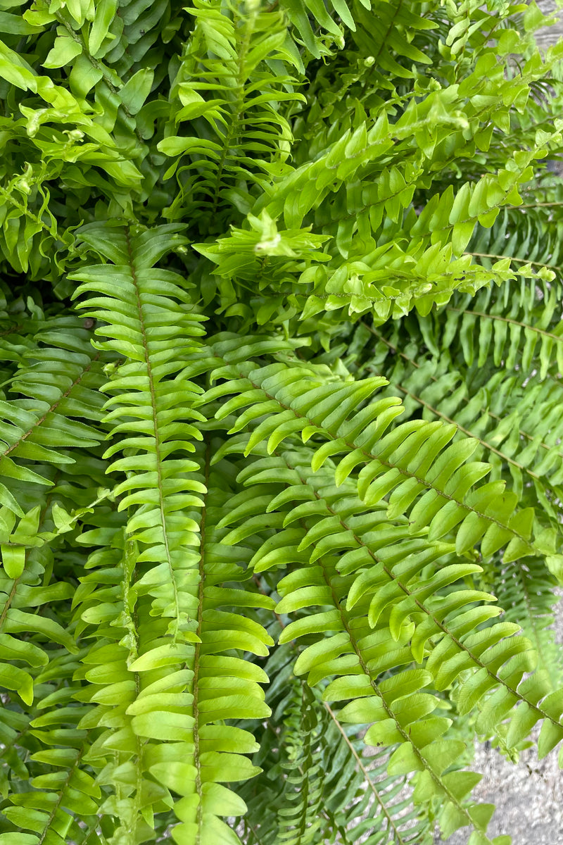 Nephrolepsis exaltata 'Massii' fern detail shot of its leaves. 