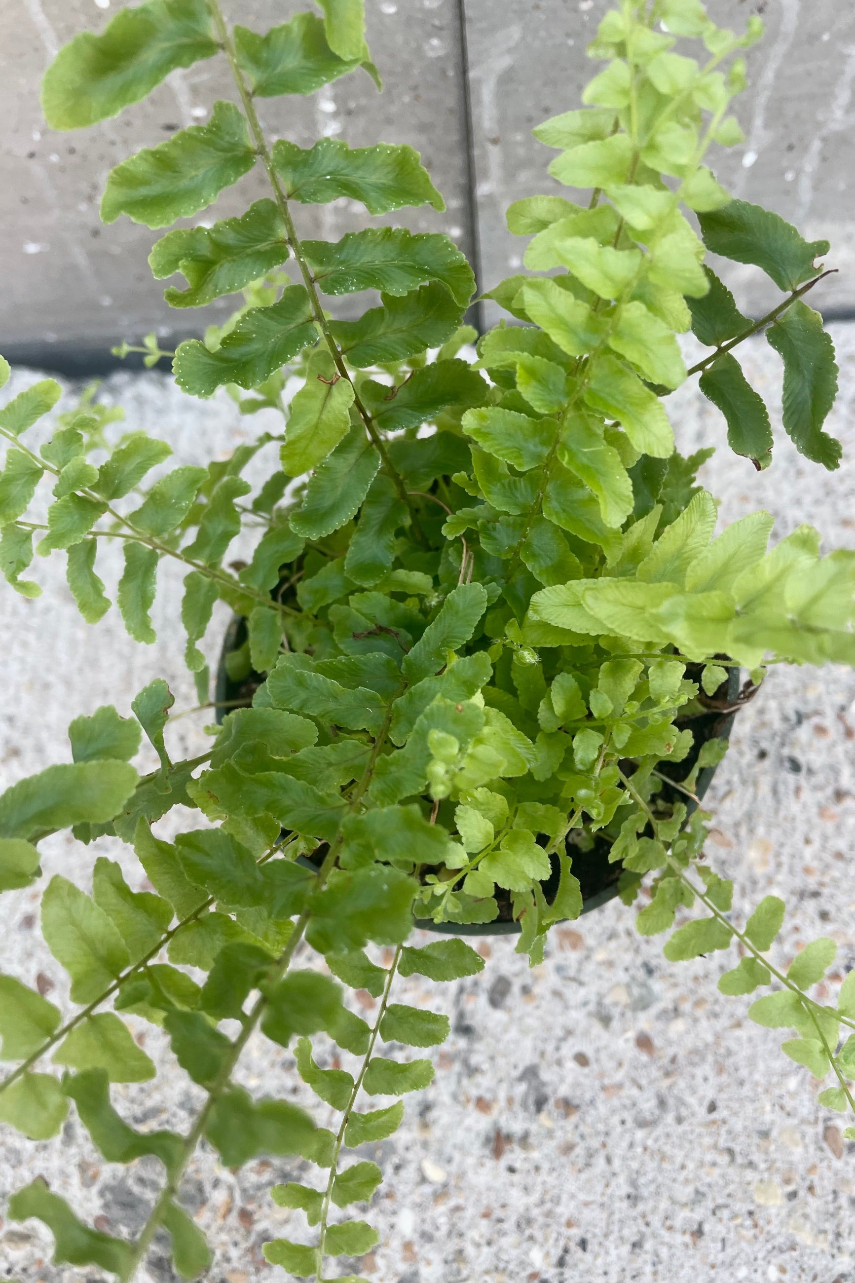 An overhead detailed view of Nephrolepis exaltata 'Petticoat' 4" against concrete backdrop ©Sprout Home