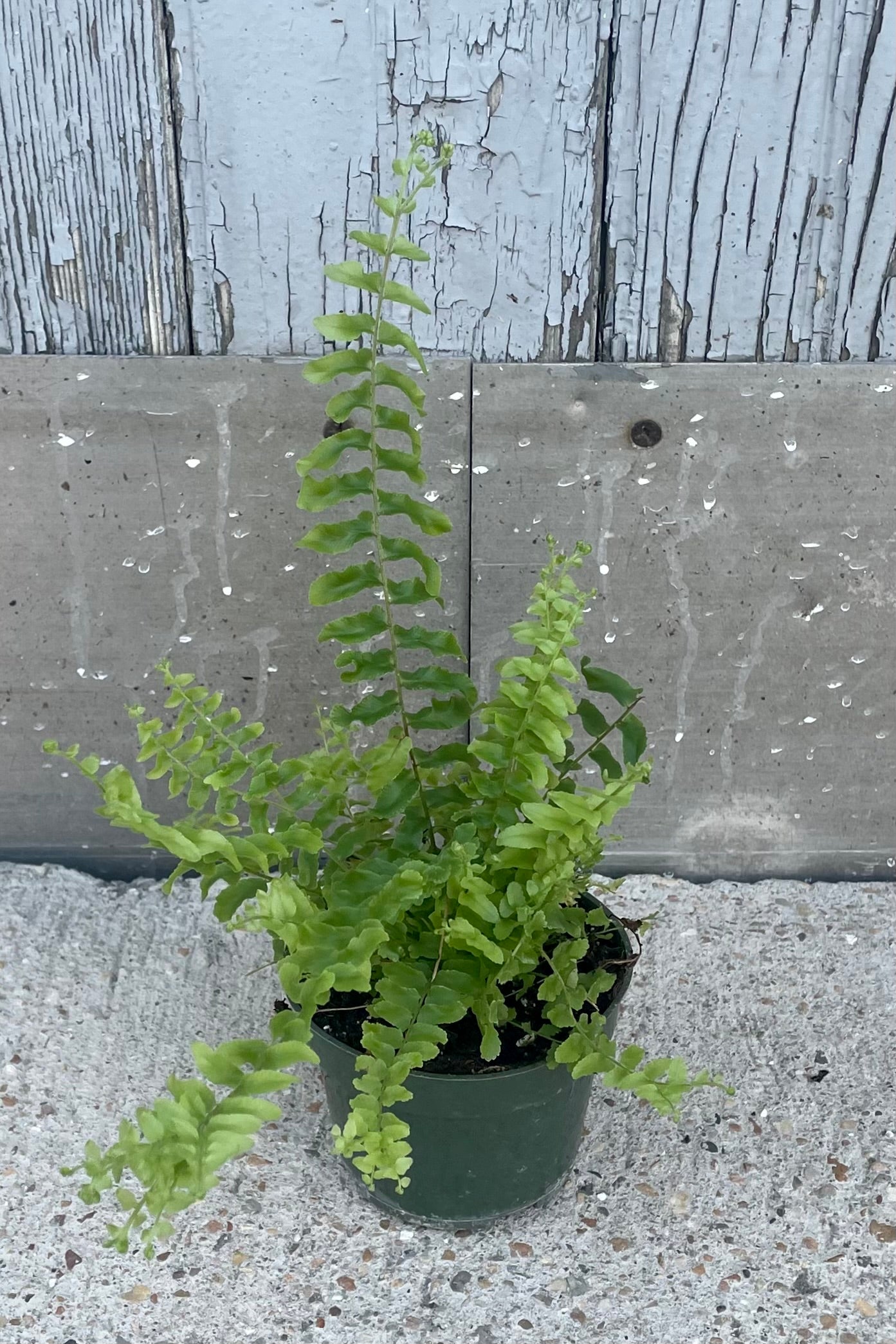 A full view of Nephrolepis exaltata 'Petticoat' 4" in grow pot against concrete backdrop ©Sprout Home