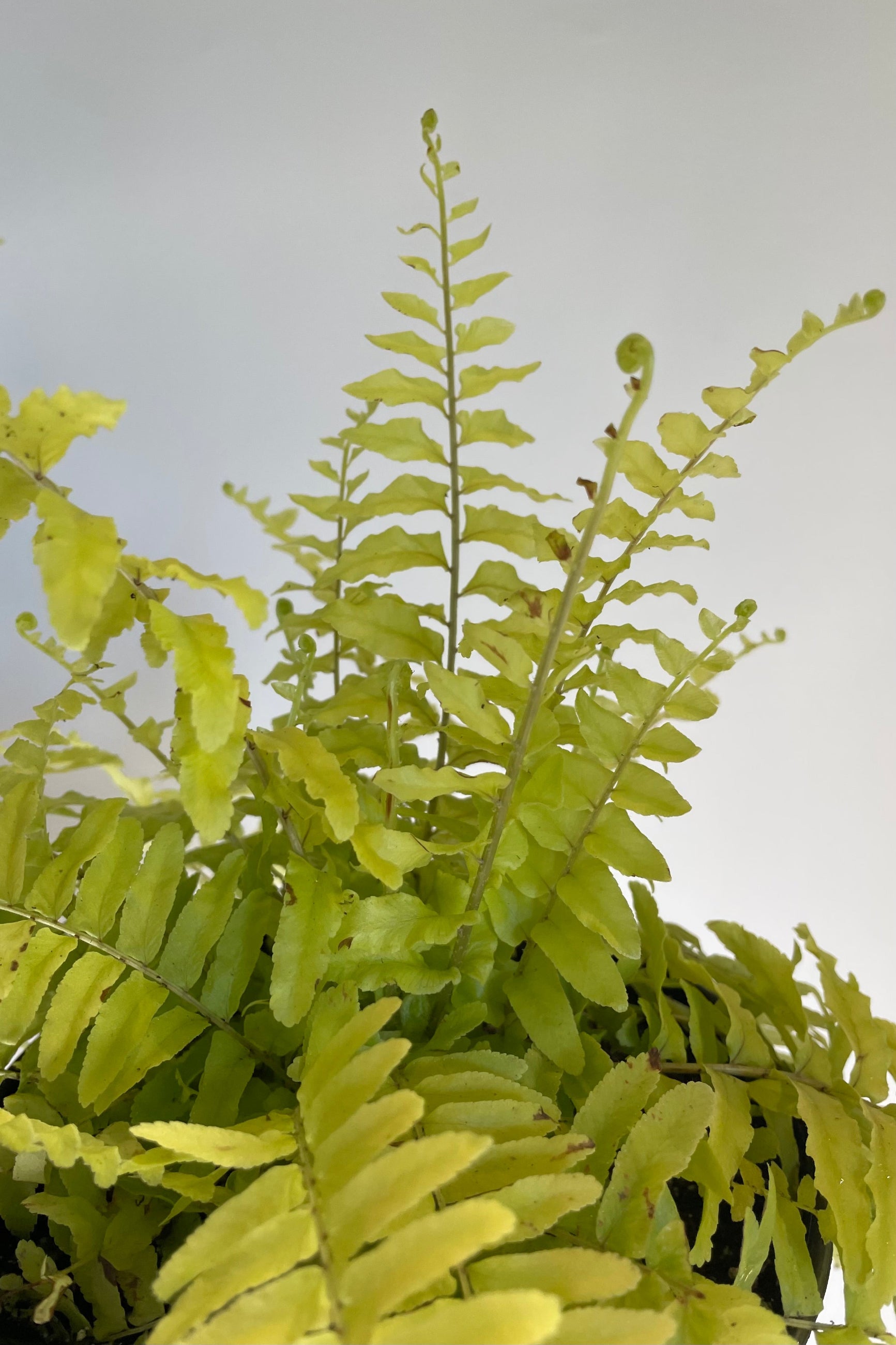 Close photo of golden leaves of Boston Fern 'Rita's Gold' ©Sprout Home