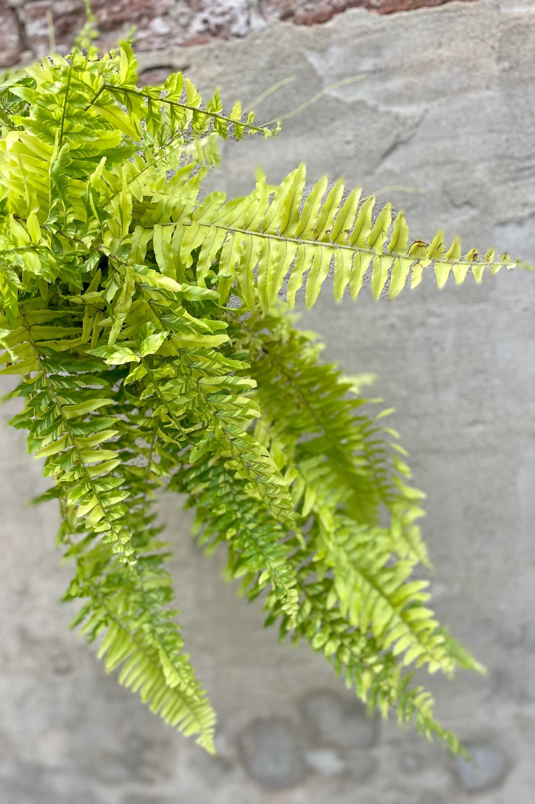 detail of Nephrolepis exaltata 'Tiger' 6" neon striped fronds against a grey wall ©Sprout Home