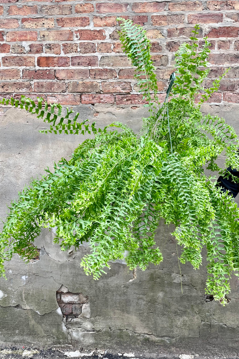 The Nepholepis falcate 'Furcans' "Fishtail" is held against a brick backdrop in its 10 inch growers pot.
