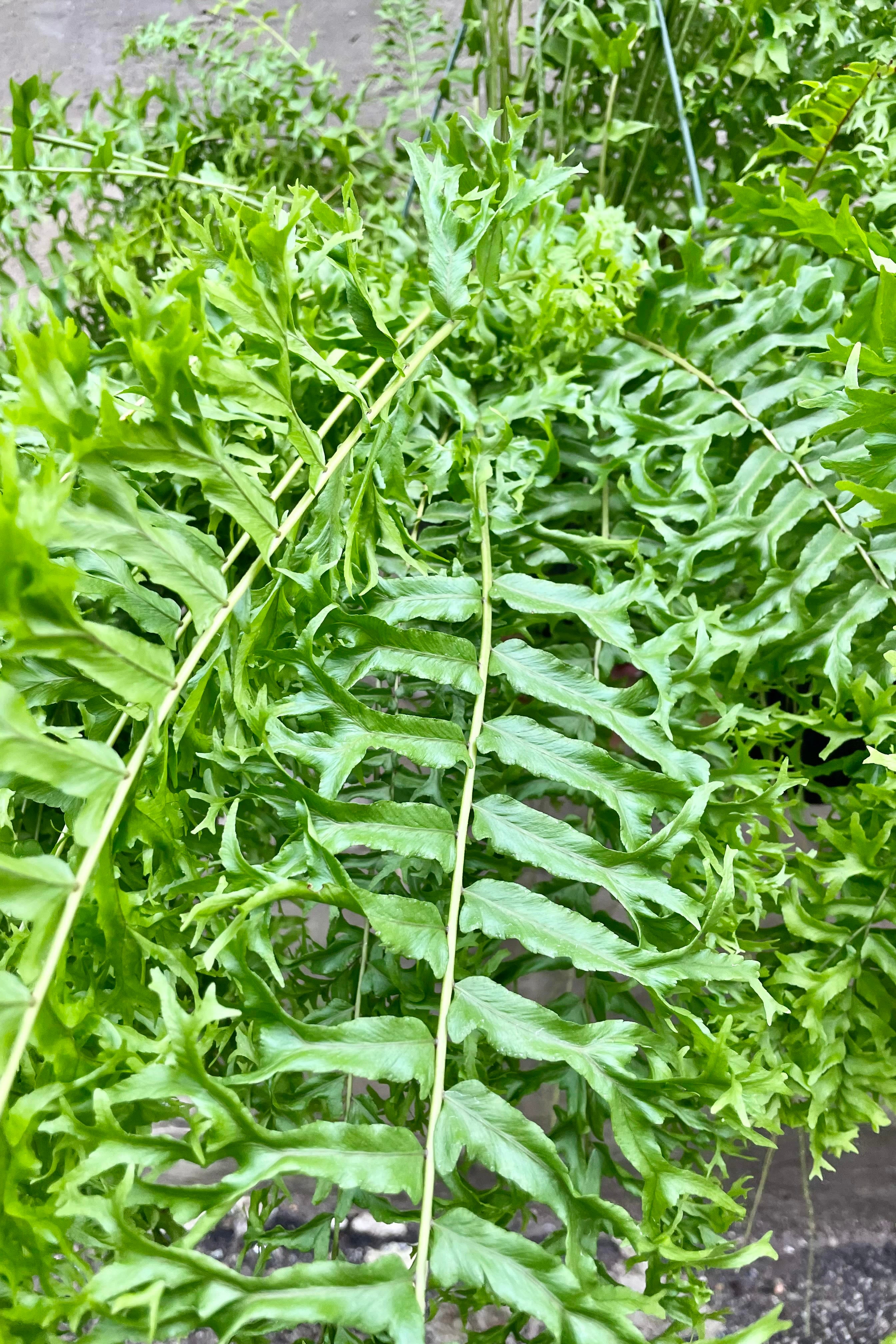 A detailed look at the Nephrolepis falcate 'Furcans' "Fishtail" foliage.