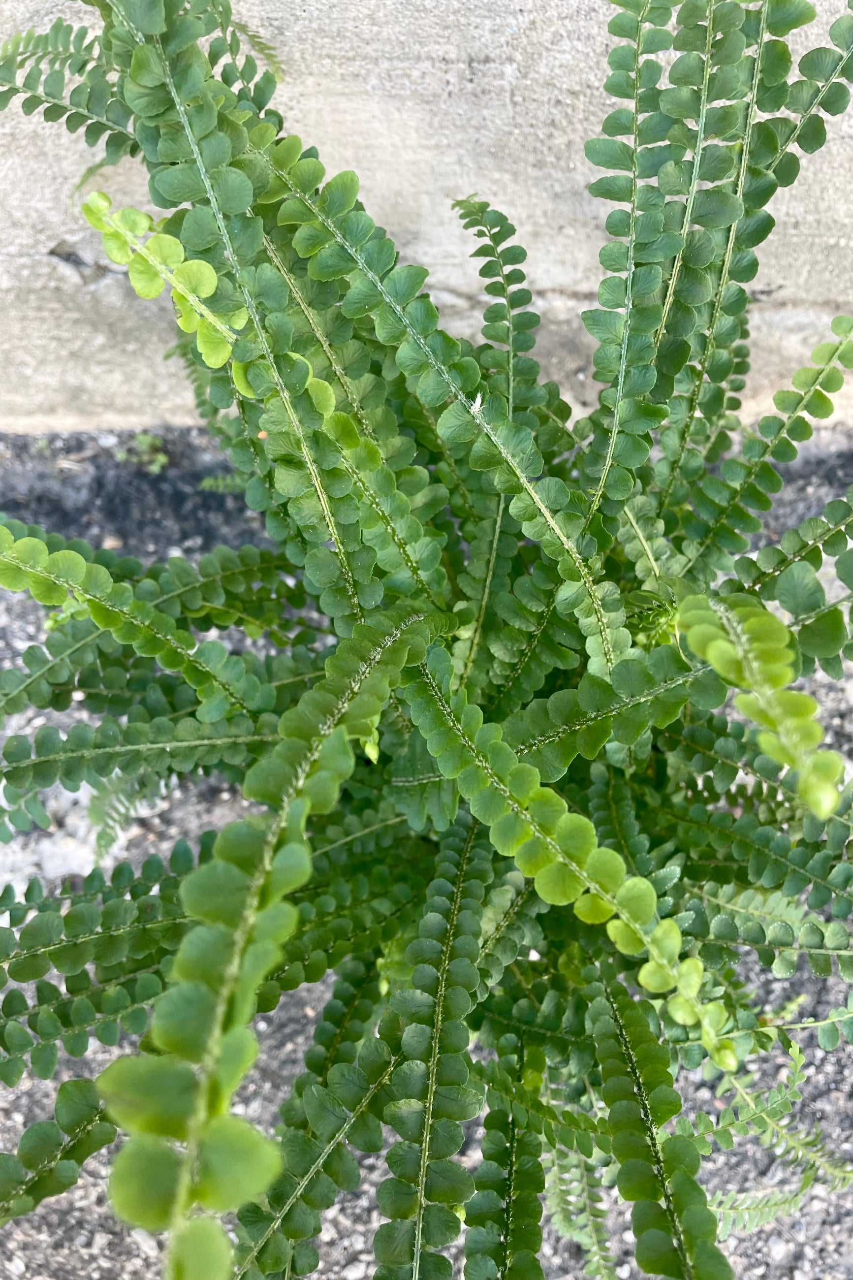 An overhead view of the Nephrolepis cordifolia 'Duffii' "Lemon Button Fern" 6" against a concrete backdrop ©Sprout Home