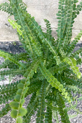 An overhead view of the Nephrolepis cordifolia 'Duffii' "Lemon Button Fern" 6" against a concrete backdrop