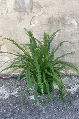 A full view of the Nephrolepis cordifolia 'Duffii' "Lemon Button Fern" 6" against a concrete backdrop
