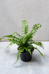 Macho Fern in a 6 inch container looking macho.
