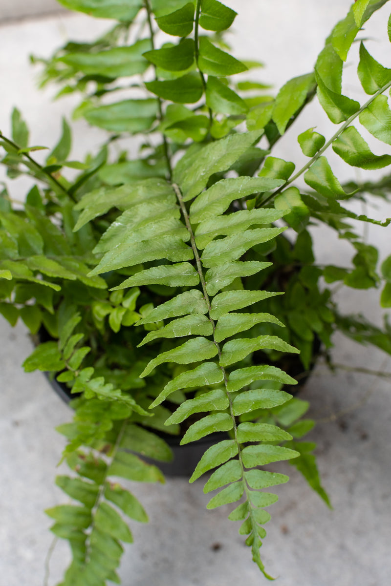 Detail picture of a Macho Fern in a 6" container. 