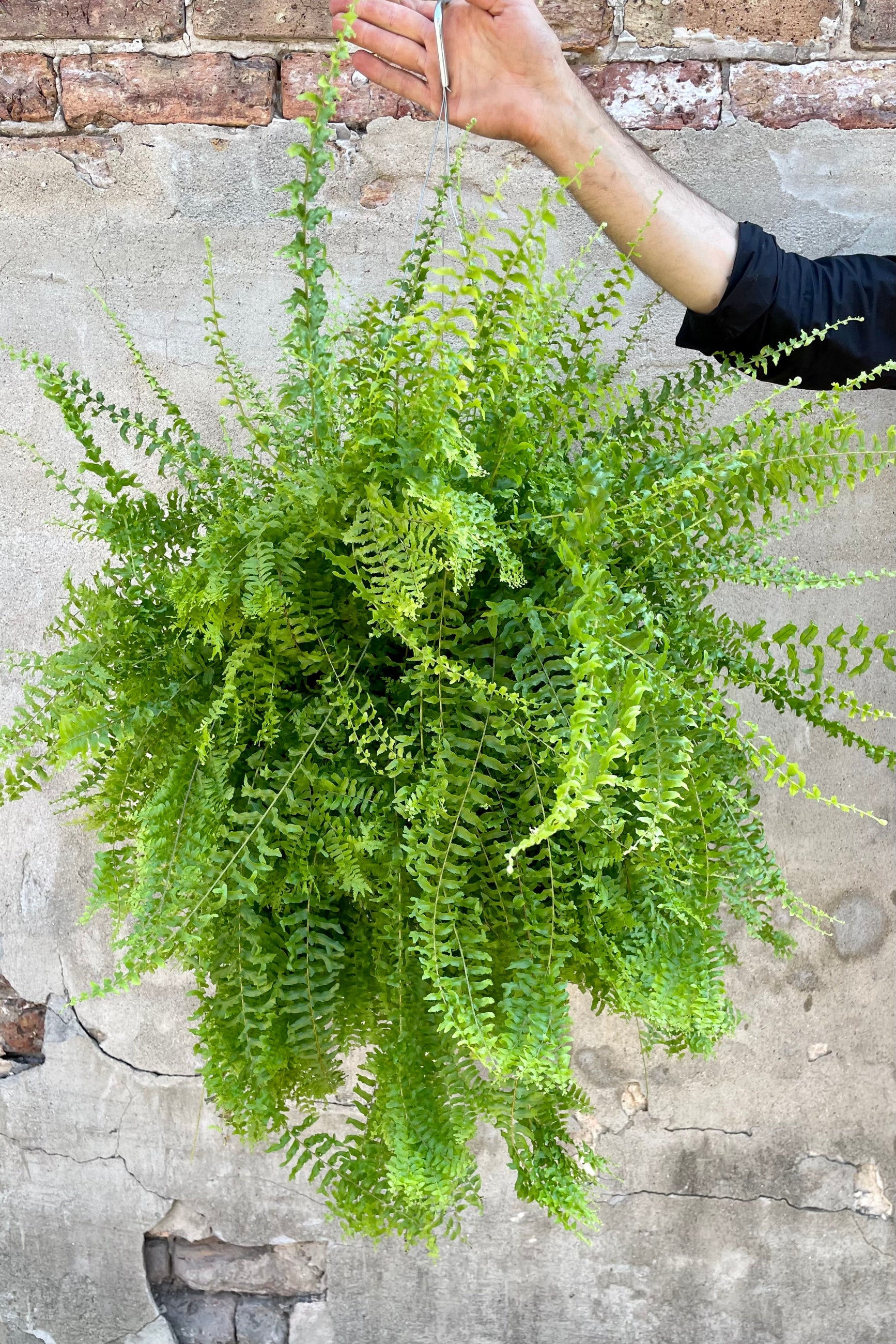Nephrolepsis 'Petticoat' fern in a 10" growers pot being held against a concrete wall at Sprout Home  ©Sprout Home