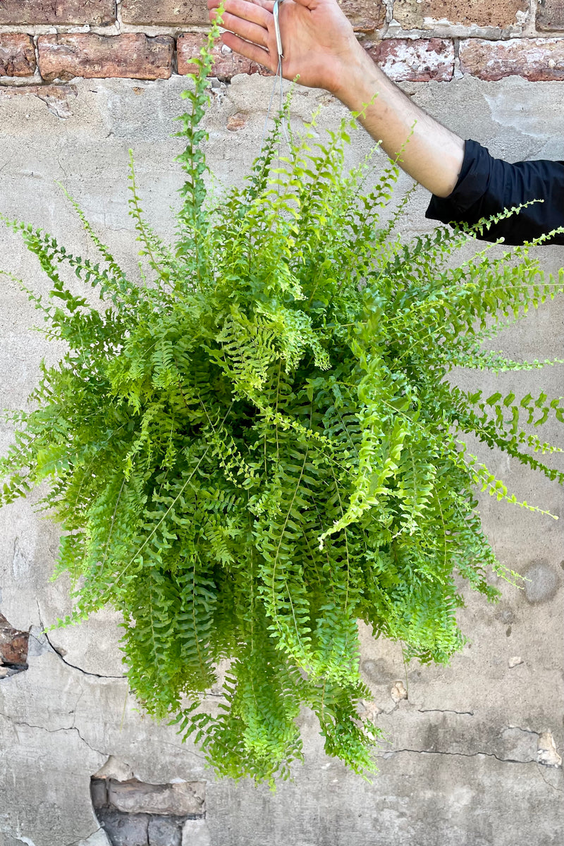 Nephrolepsis 'Petticoat' fern in a 10" growers pot being held against a concrete wall at Sprout Home 