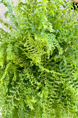 The frilly frond leaves of the Nephrolepsis 'Petticoat' at Sprout Home