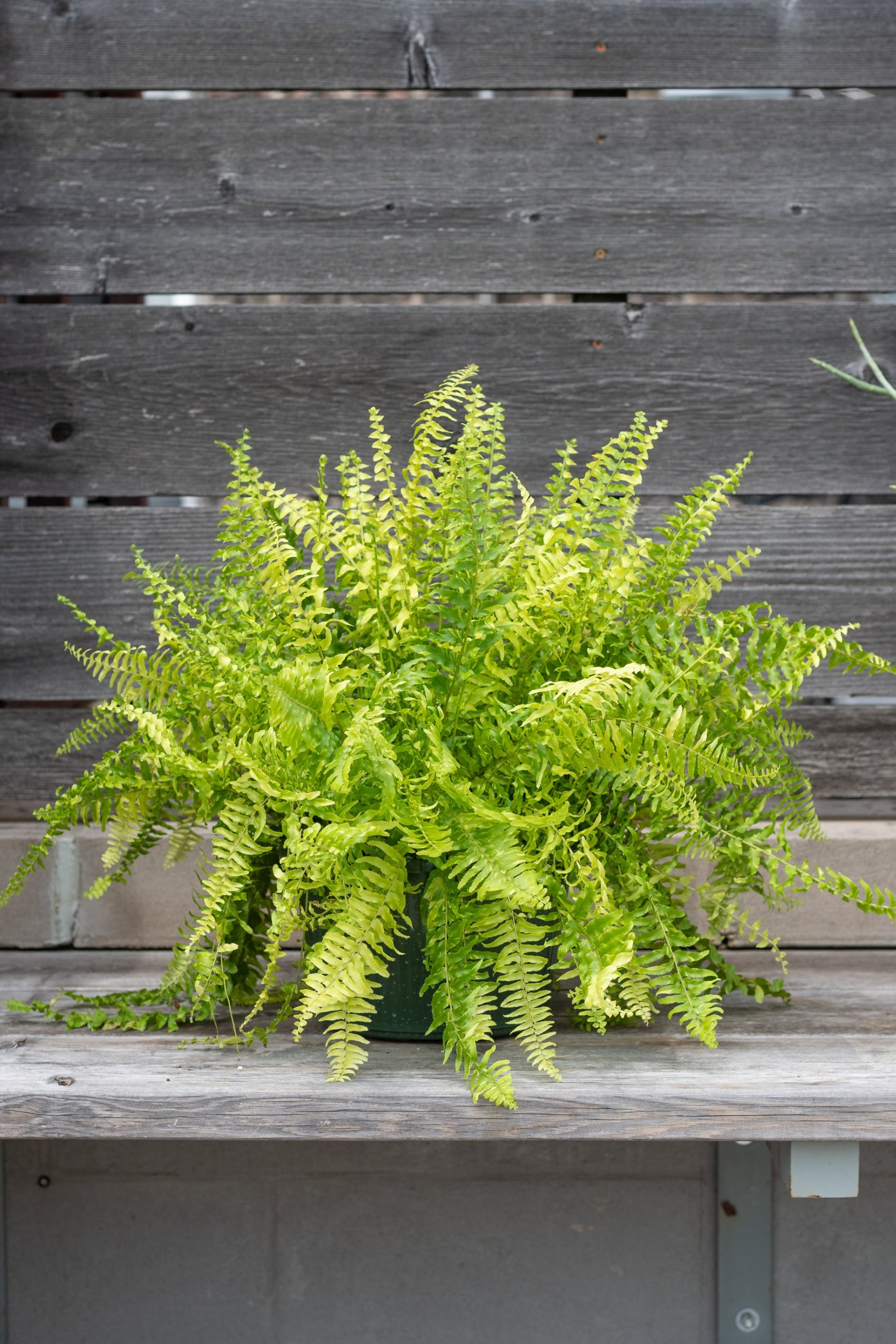 Nephrolepis exaltata 'Tiger' potted in front of grey wood background ©Sprout Home
