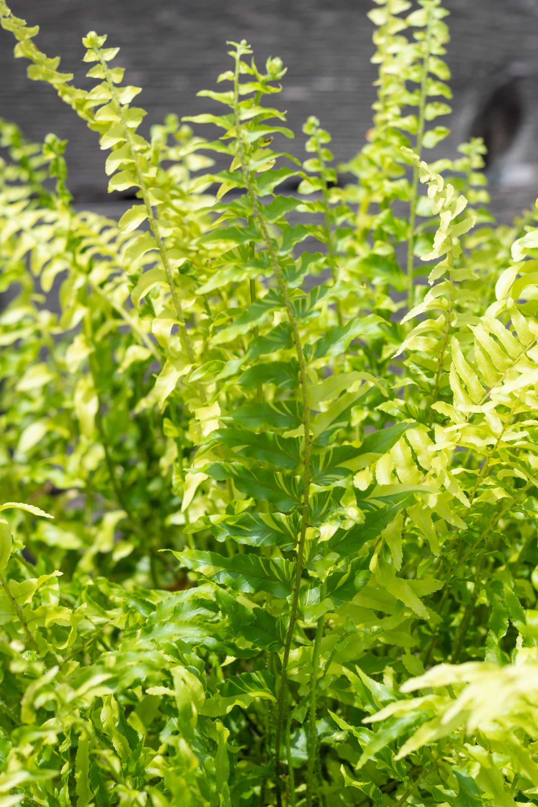 Close up of Nephrolepis exaltata 'Tiger' foliage ©Sprout Home