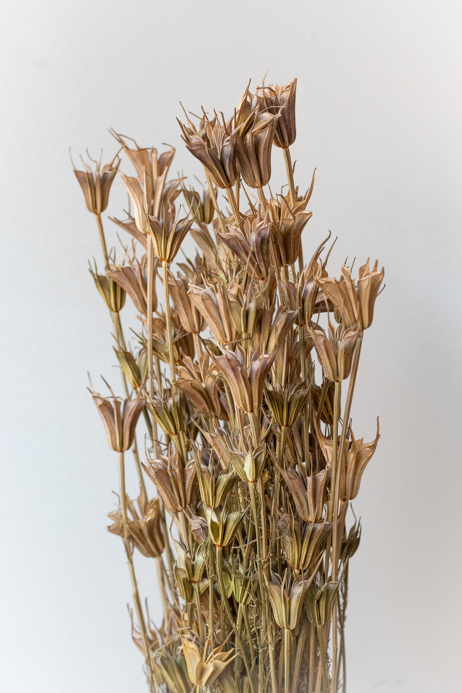 Nigella Orientalis Natural Preserved Bunch in front of white background