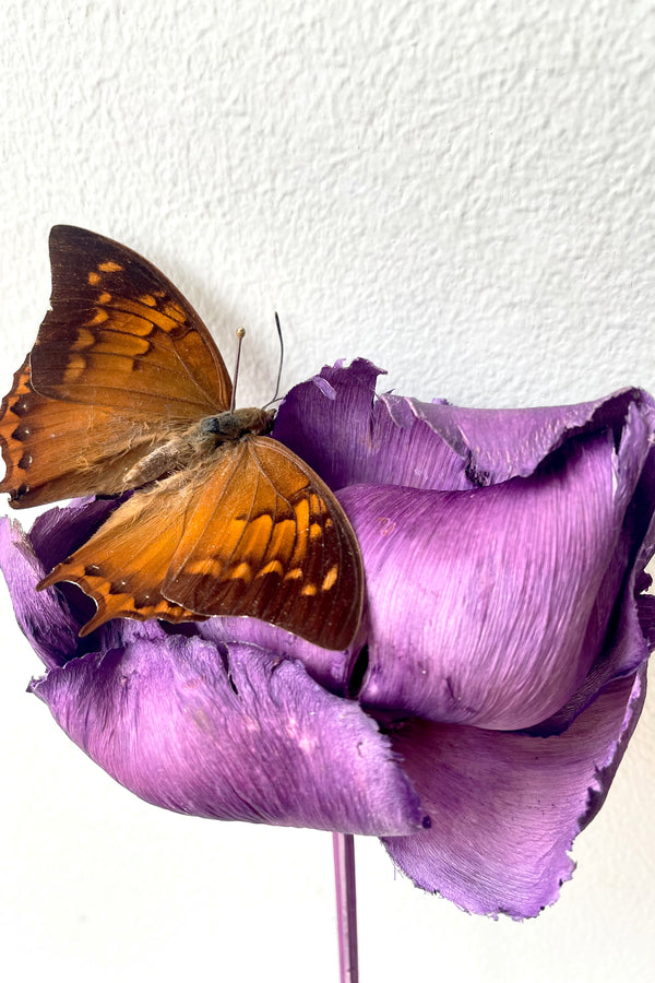 Charaxes emycus georgius sits atop a purple preserved flower against a white backdrop