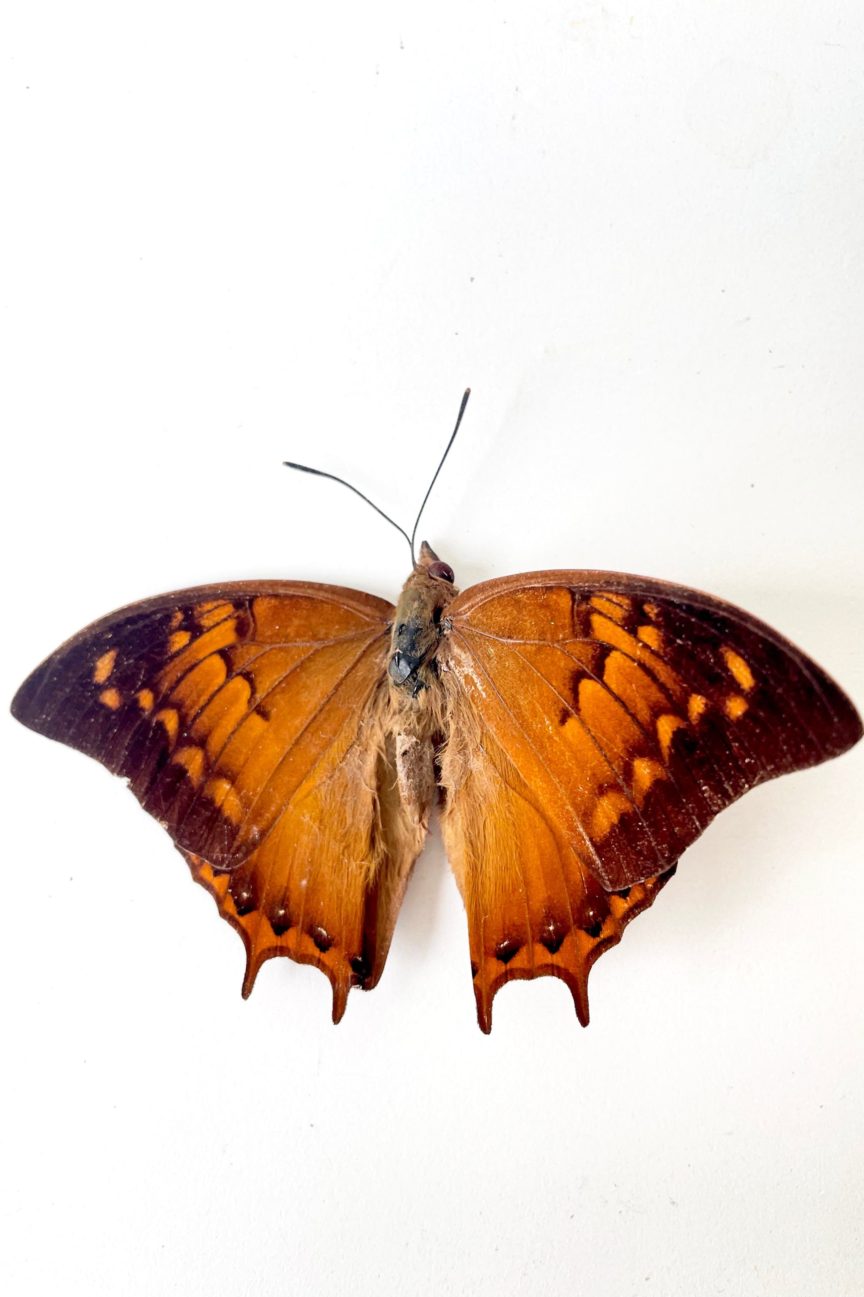 An overhead view of Charaxes emycus georgius against a white backdrop ©Sprout Home