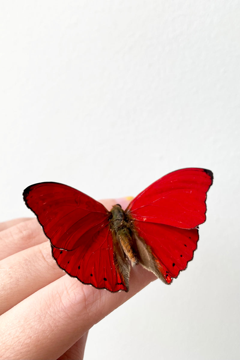A hand holds Cymothoe sangaris against a white backdrop