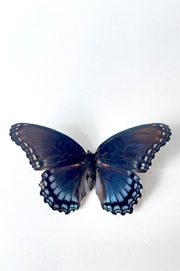 An overhead view of the Limenitis arthemis astyanax against a white backdrop