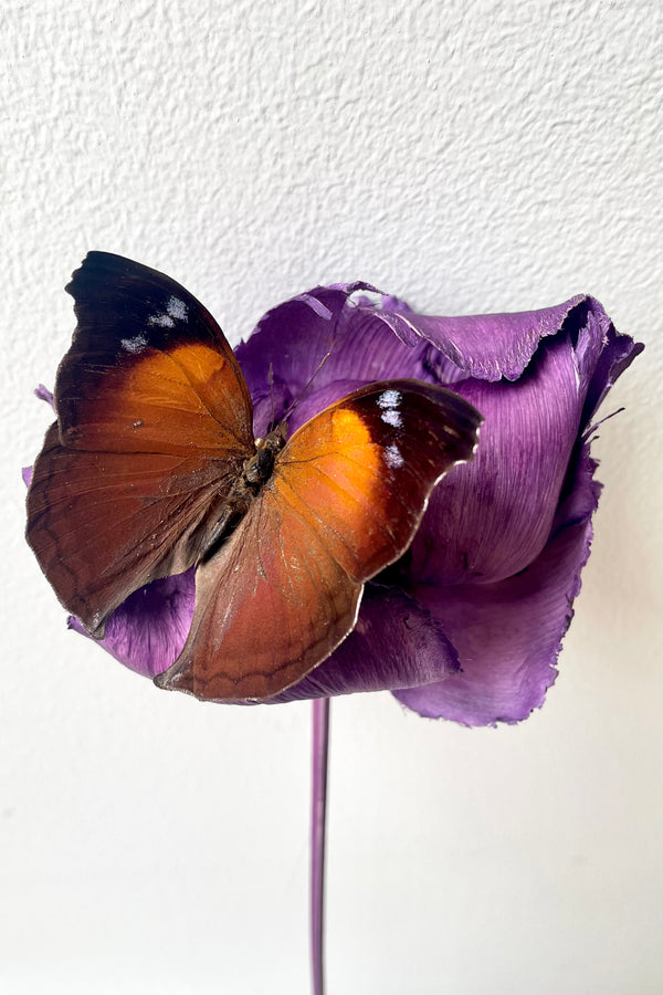 Salamis anteva sits on a purple preserved flower against a white backdrop