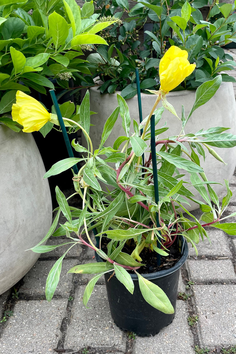 Oenothera missouriensis in bloom the beginning of July showing the bright yellow flowers at Sprout Home.