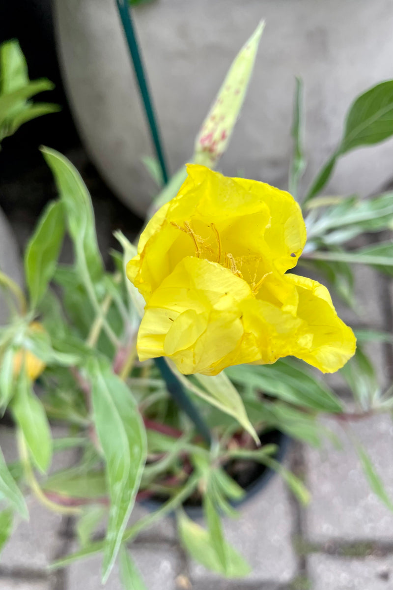 The bright yellow bloom of the Oenothera missouriensis the beginning of July at Sprout Home. 