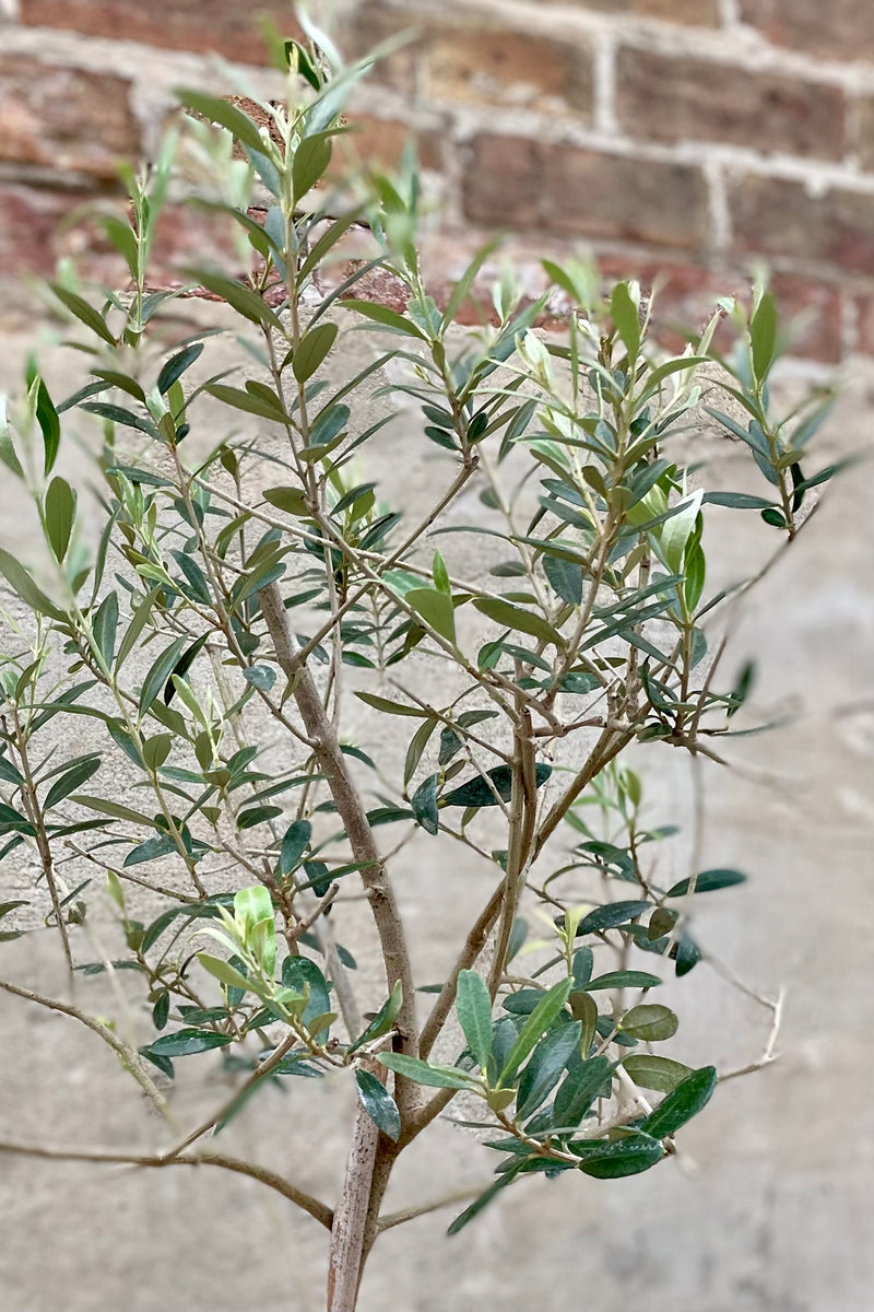 detail of Olea europaea "Olive Tree" standard form 12" against a grey wall