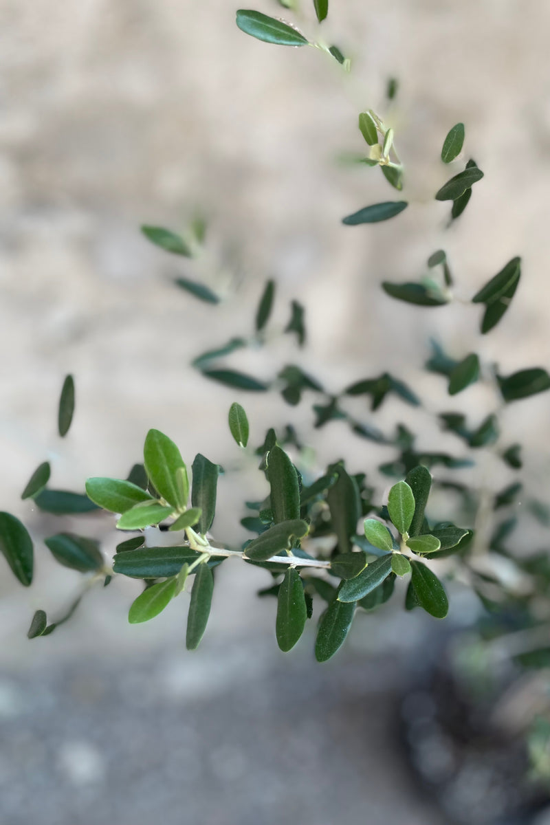 Olive tree detail shot of the leaves.