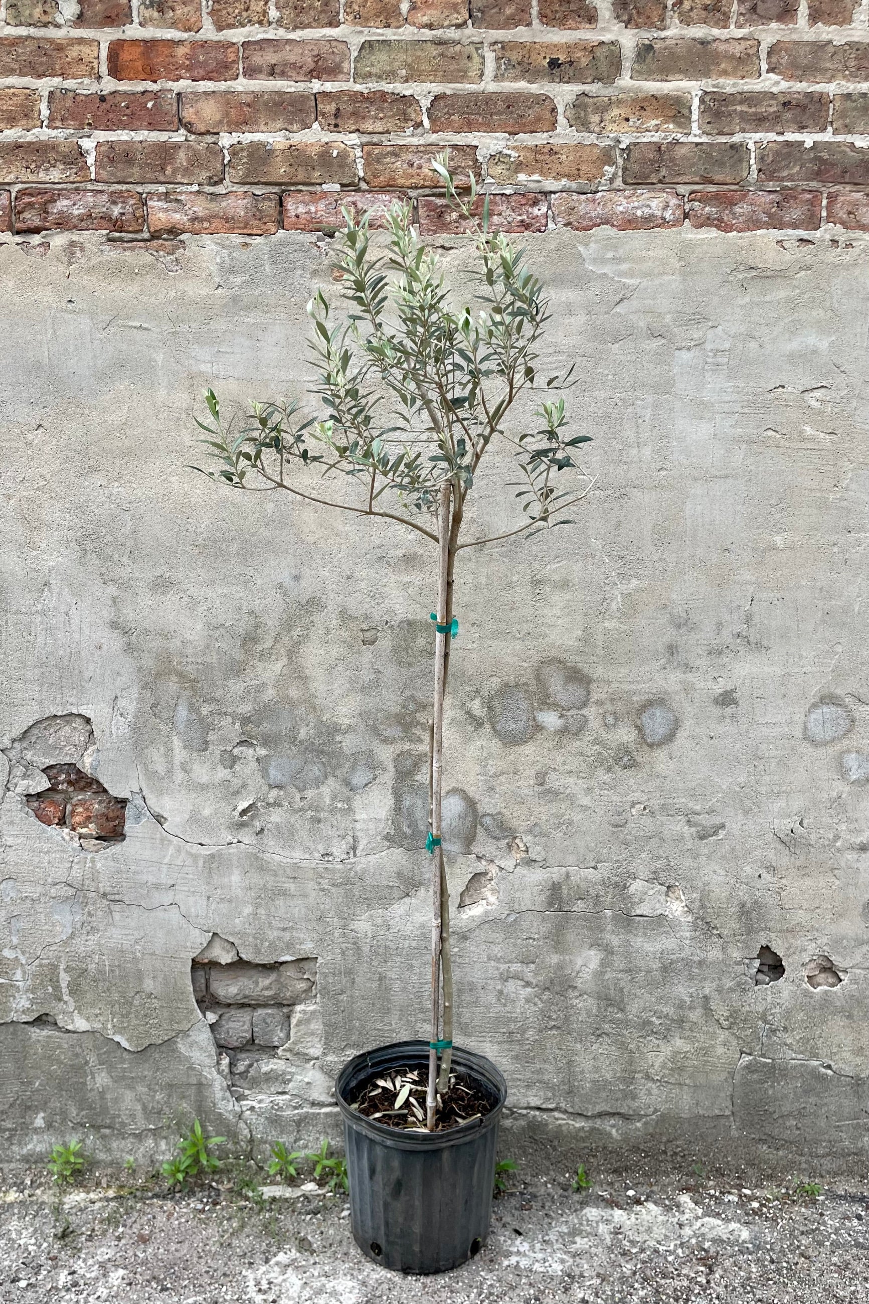 Olea europaea "Olive Tree" standard form 12" with a black growers pot against a grey wall ©Sprout Home