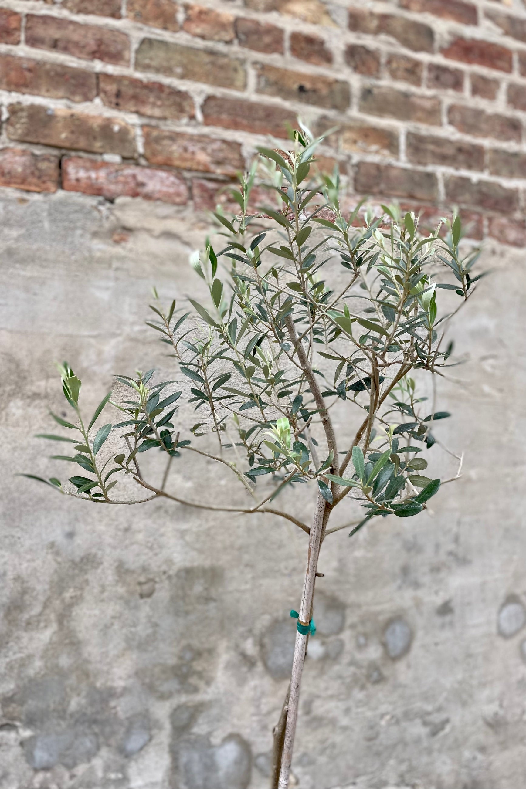 detail of Olea europaea "Olive Tree" standard form 12" against a grey wall ©Sprout Home