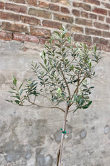 detail of Olea europaea "Olive Tree" standard form 12" against a grey wall
